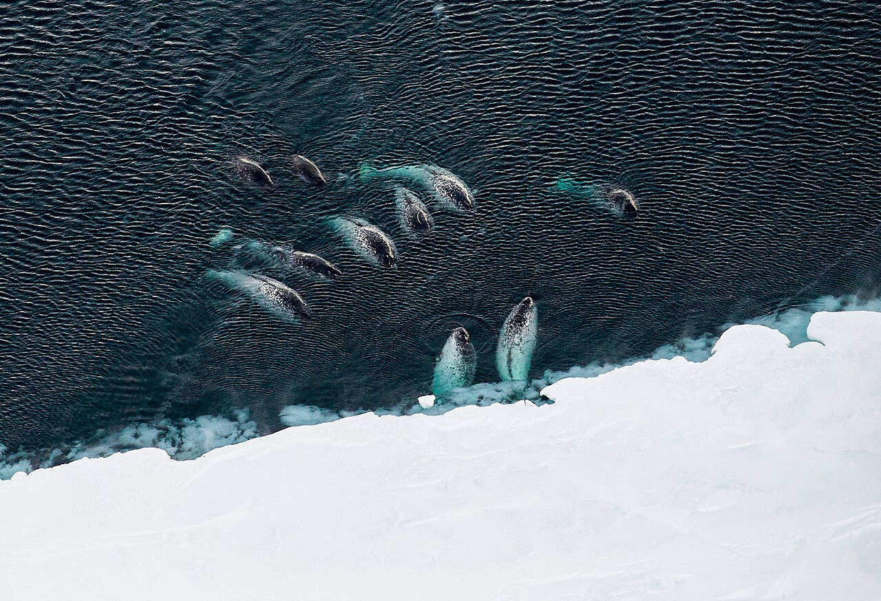 Junija 2019 so raziskovalci iz projekta Narval. Legenda Arktike med izvidniškimi raziskavami iz zraka zabeležili 30 narvalov na severnem delu arhipelaga v bližini otokov Karl-Alexander in Jackson.