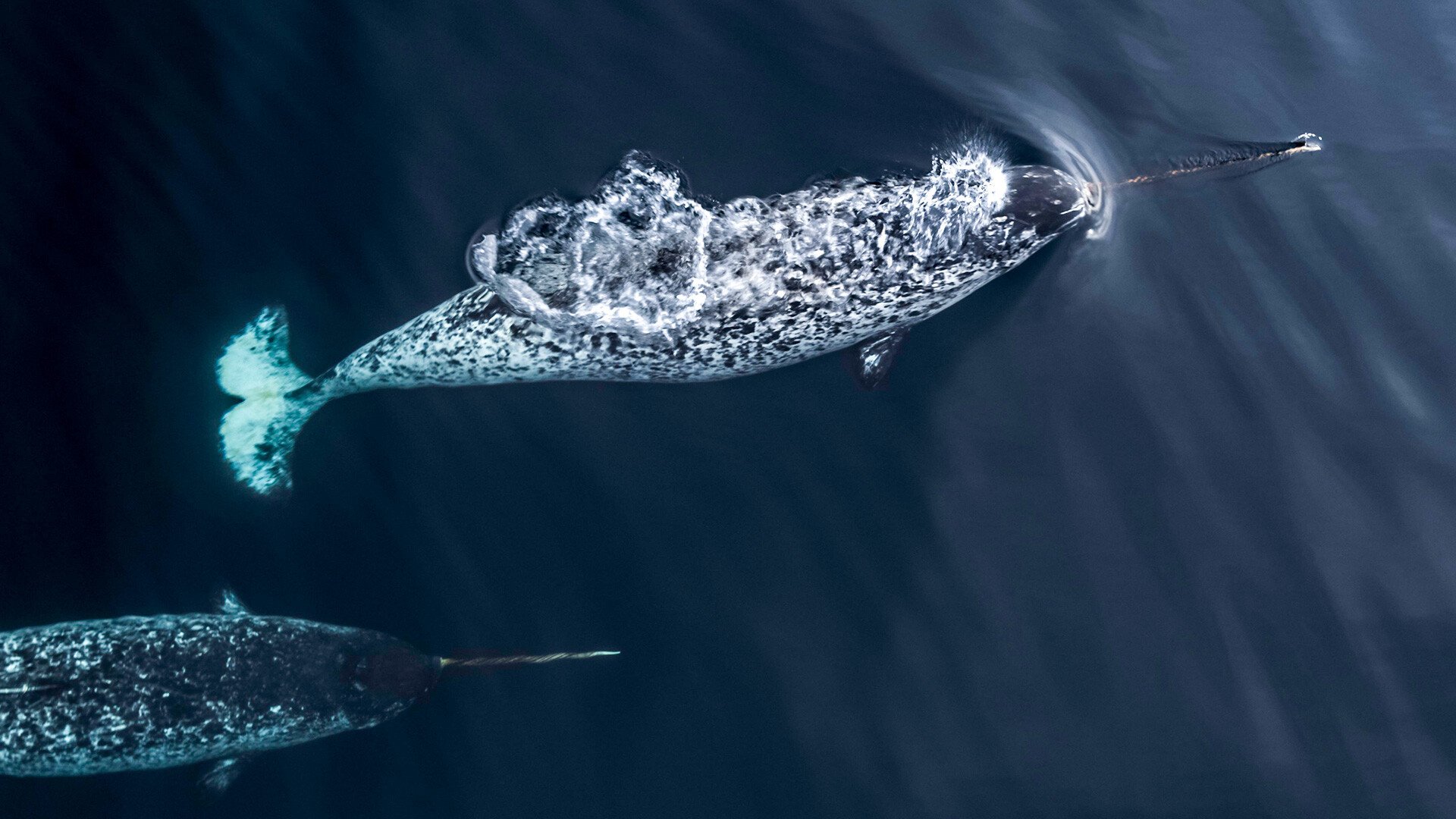 real narwhal whale