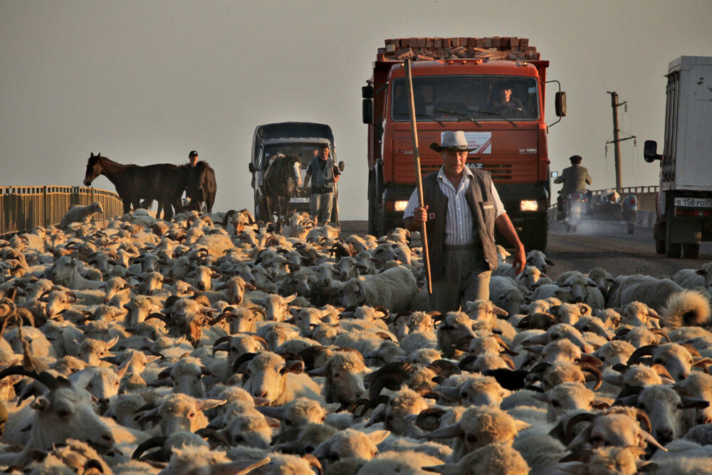 L'élevage représente environ la moitié de toutes les activités agricoles au Daghestan. Seulement 15% des terres s'avèrent ici arables. Les moutons, en particulier, sont élevés en grand nombre. 