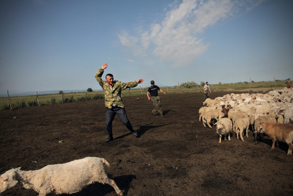 L'élevage ovin reste l'activité principale, surtout pour les habitants des montagnes, pour qui cette activité constitue la principale source de revenus depuis des générations. 