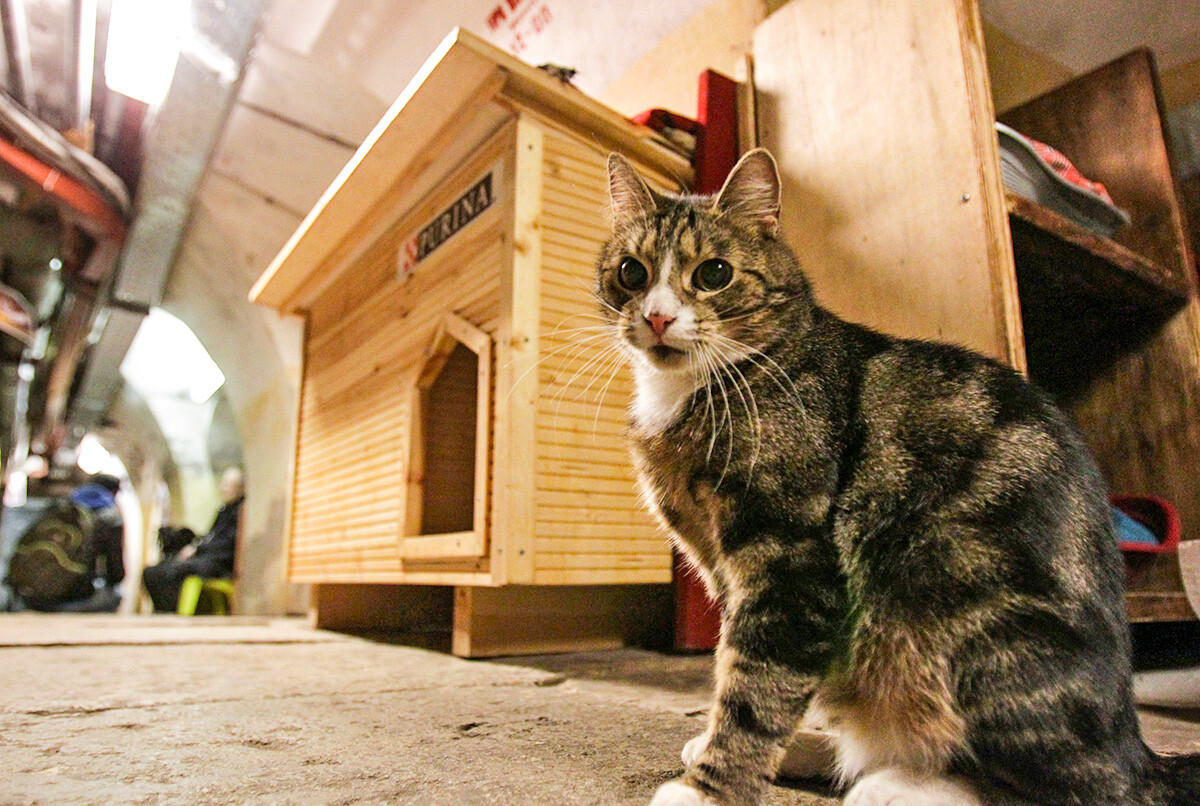 Mačka poleg novega doma v kleti Ermitaža med vsakoletnim dogodkom 