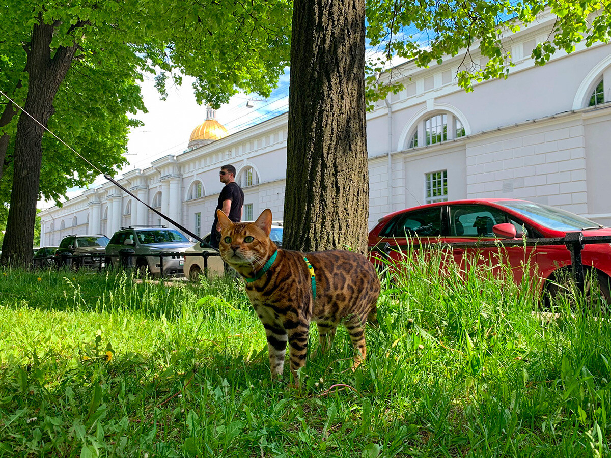 Bengalski maček na travi