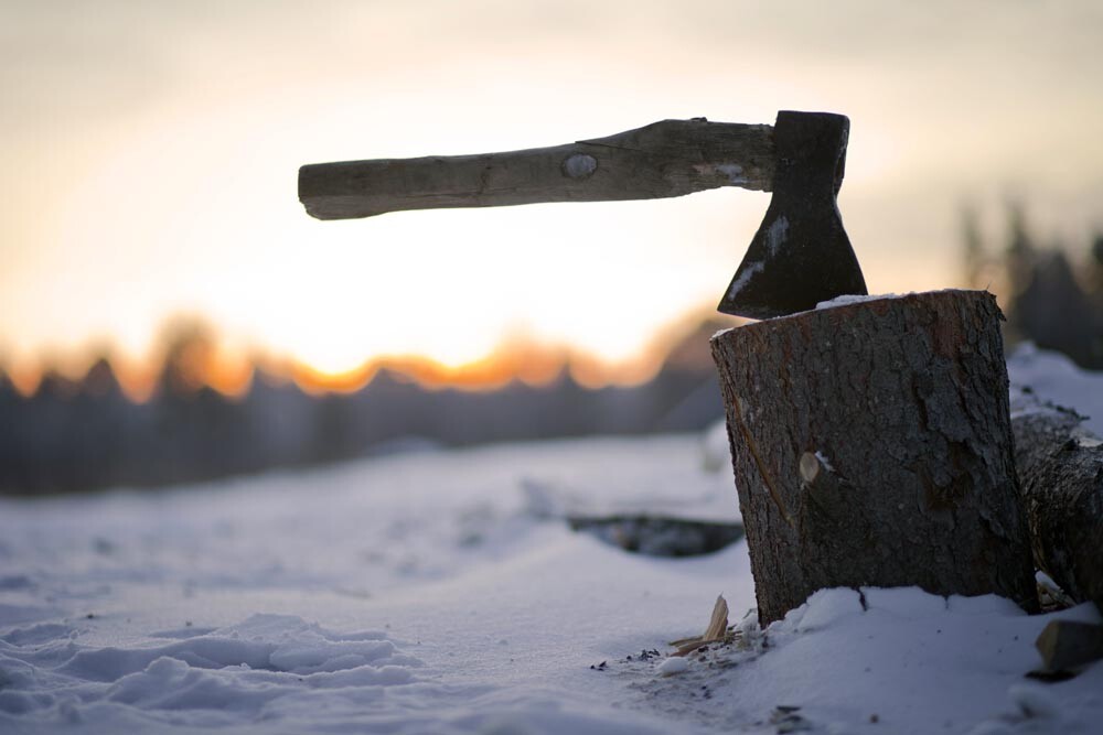 Les espèces à aiguilles persistantes de la taïga (épicéa, sapin et pin) ont un certain nombre d'adaptations spécifiques à la survie dans les hivers rigoureux. De son côté, le mélèze, le plus tolérant au froid de tous les arbres, s’avère à aiguilles caduques.

