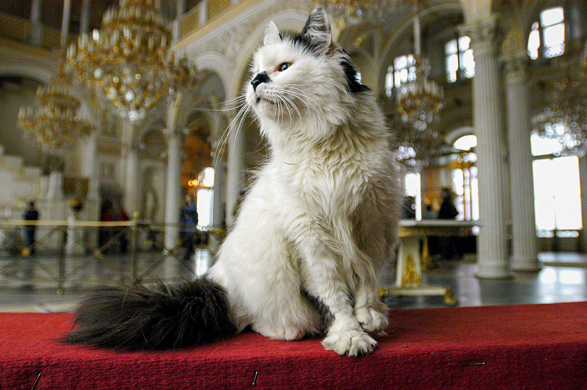 Kucing di Museum Hermitage.