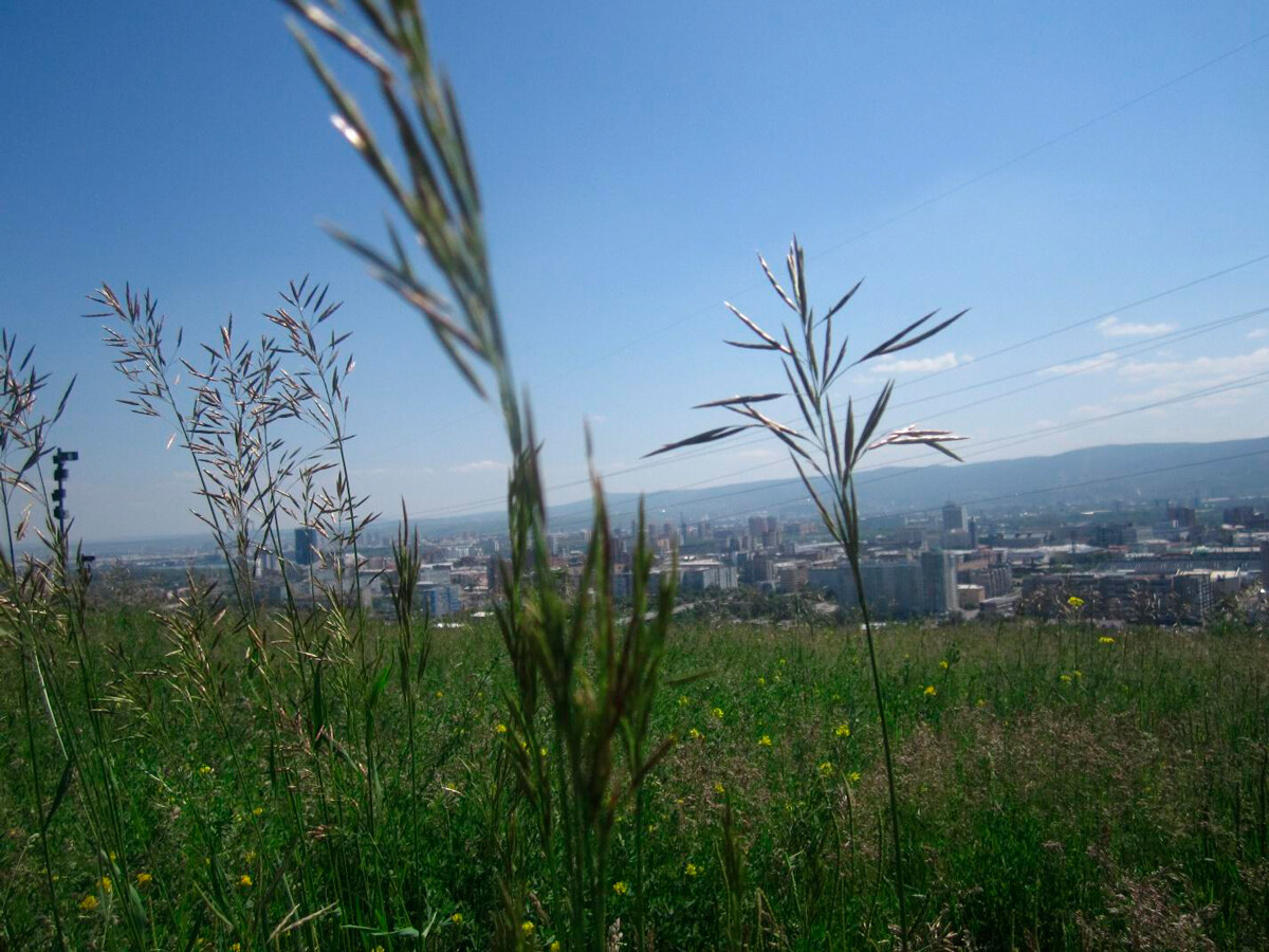 Hilltop above Krasnoyarsk, July 2021