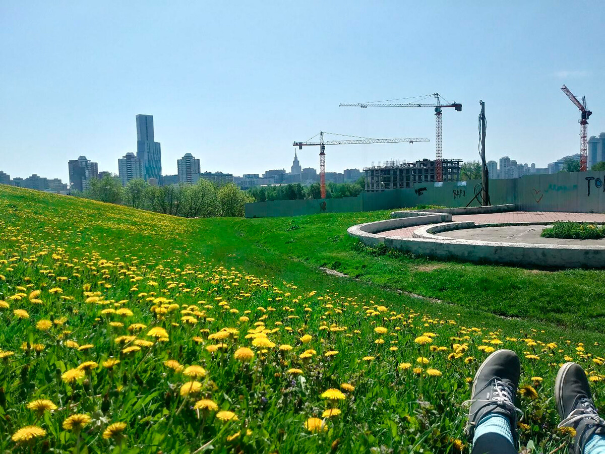 Champs de pissenlits au parc de la Victoire, à Moscou. Mai 2021