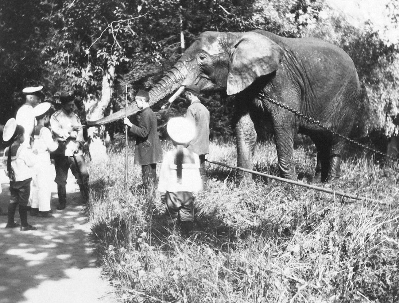 Nicola II dà da mangiare a un elefante a Tsarskoe Selo
