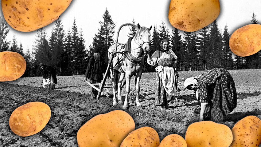 Plantando batatas, 1909 - 1913 