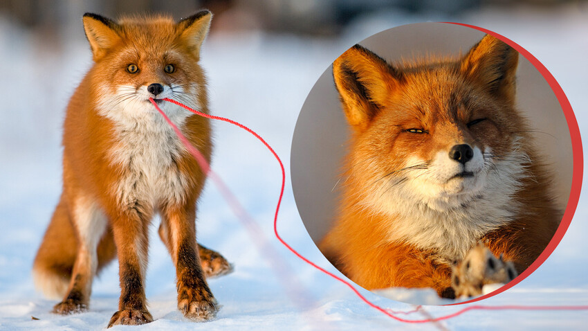 Siamo volpi o caporali? - Red Foxes