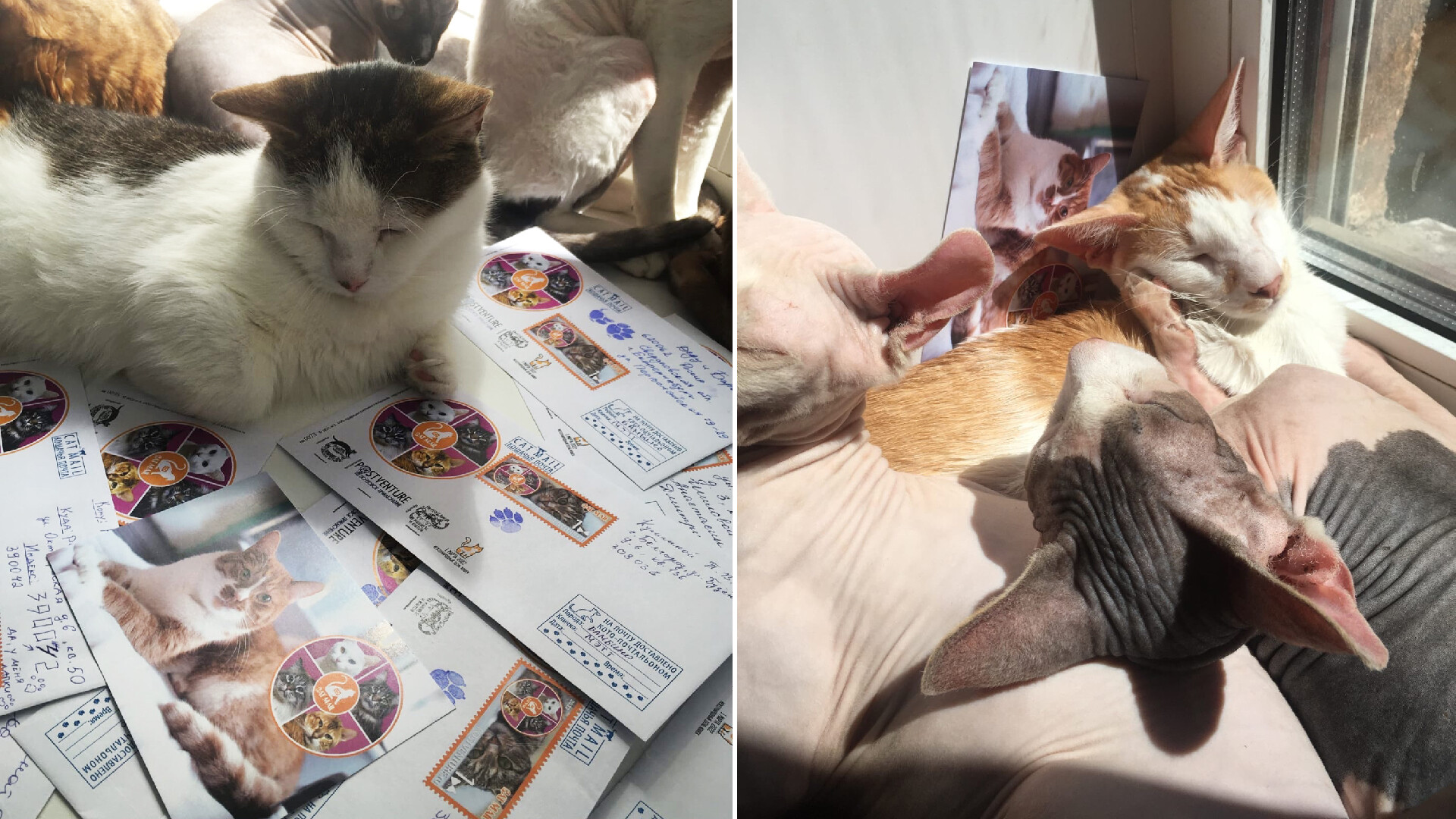 vk.com/cats_republic