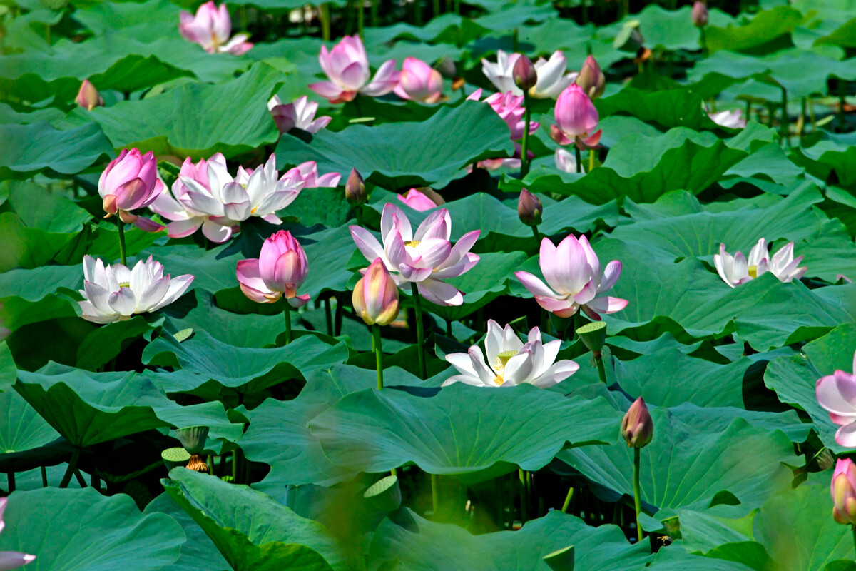 lotus travel photos
