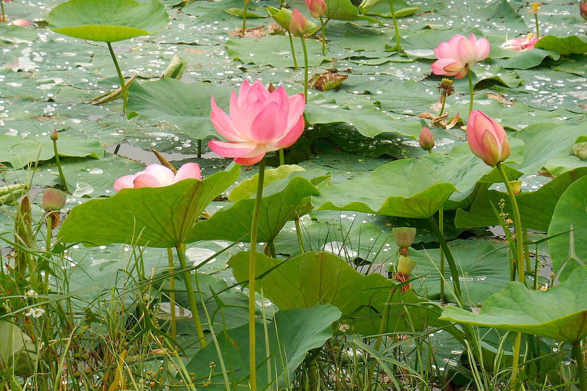 lotus travel photos