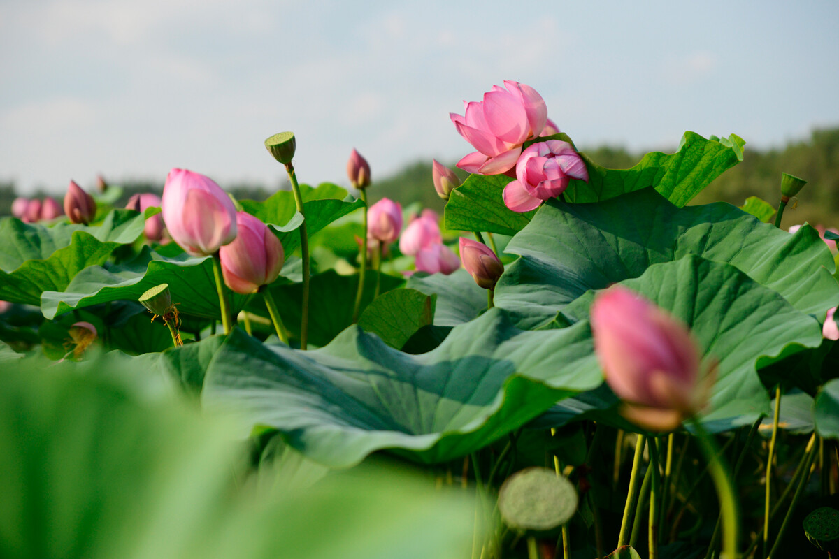 La bellissima fioritura dei fiori di loto sul lago Superiore a luglio -  Secret Milano