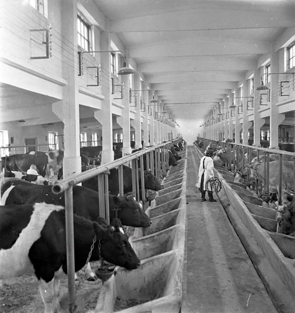 乳牛舎にて、1958年