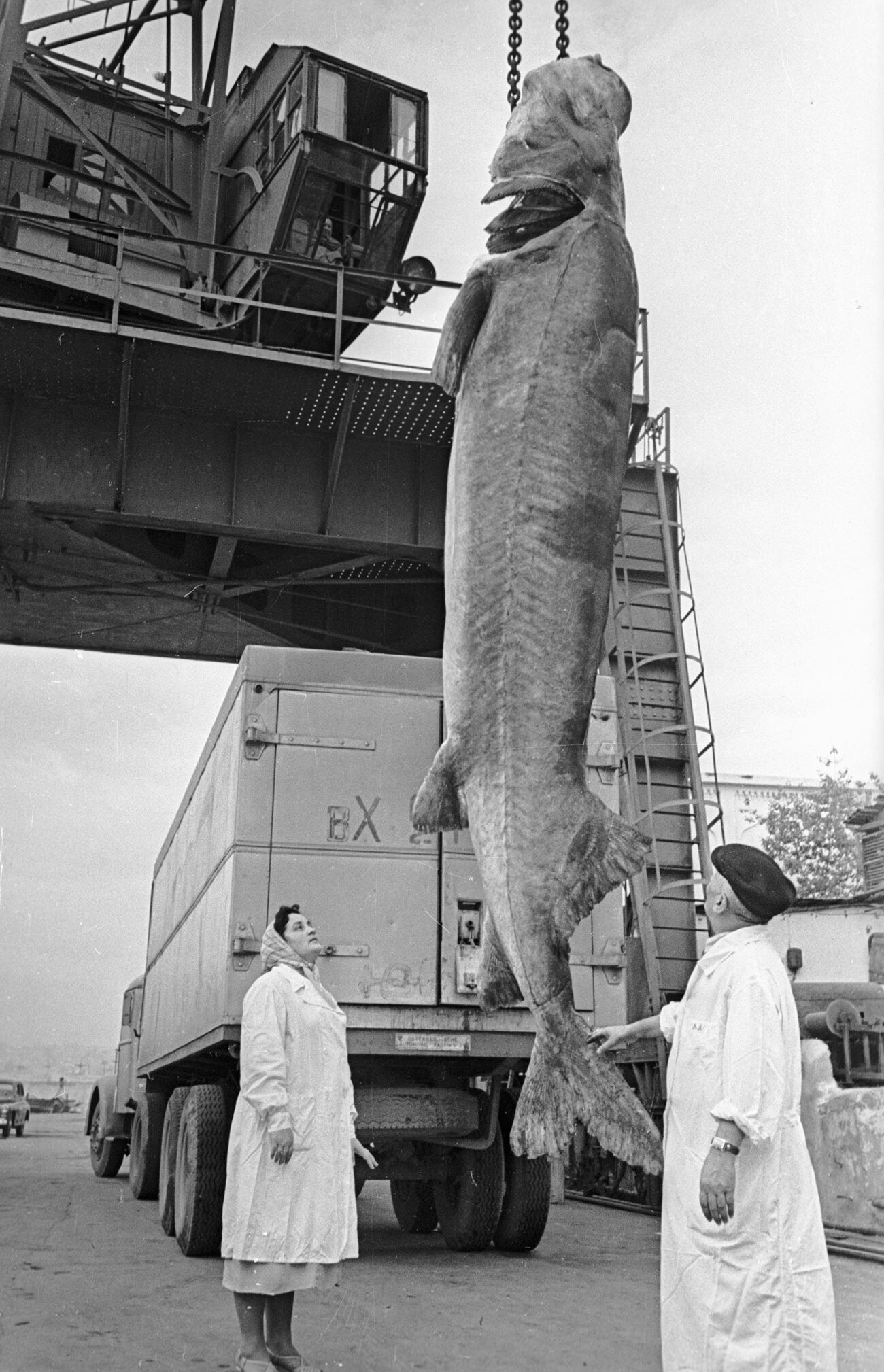 Моруна (белуга) тешка 800 кг уловљена у Каспијском језеру.