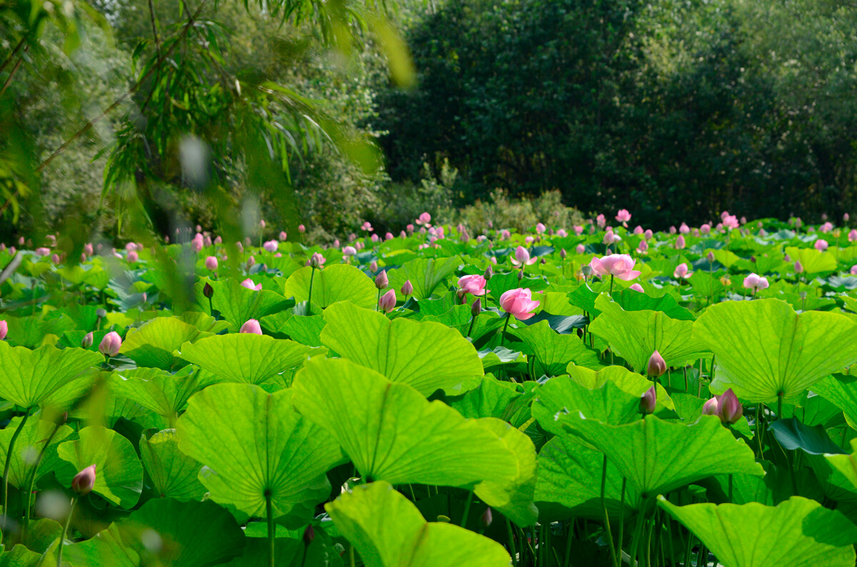 Lotusovi cvetovi na jezeru, vas Galkino 
