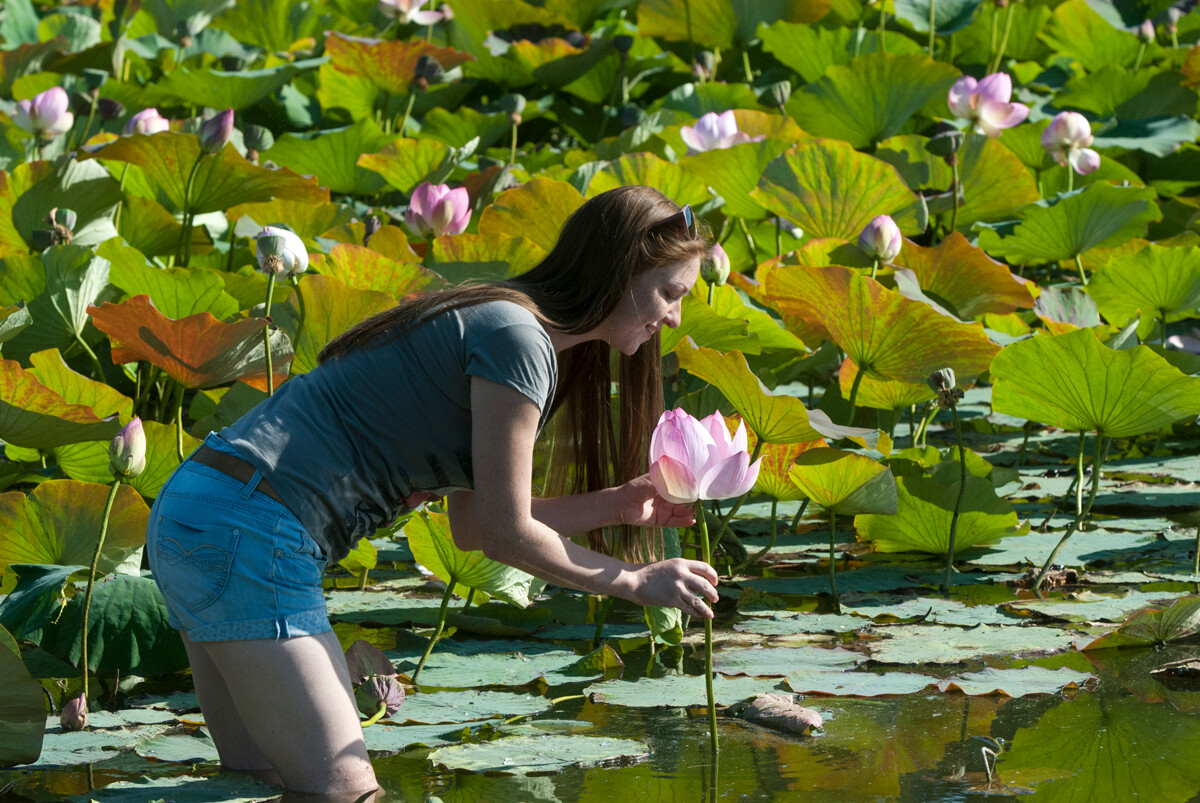 Dekle ob lotosovem cvetu na jezeru v Belgorodski regiji  
