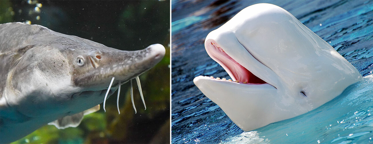Un beluga (a sinistra) e una balena beluga (a destra): due esemplari diversi con lo stesso nome 