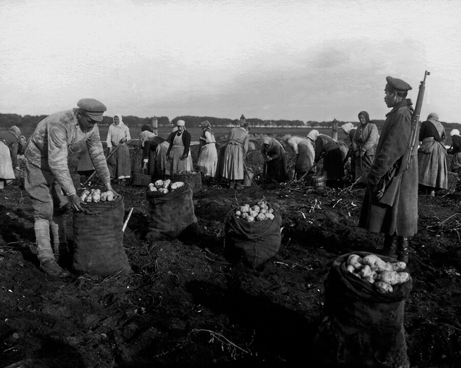 Des paysans russes cueillant des pommes de terre sous la surveillance de gardes armés. 1918