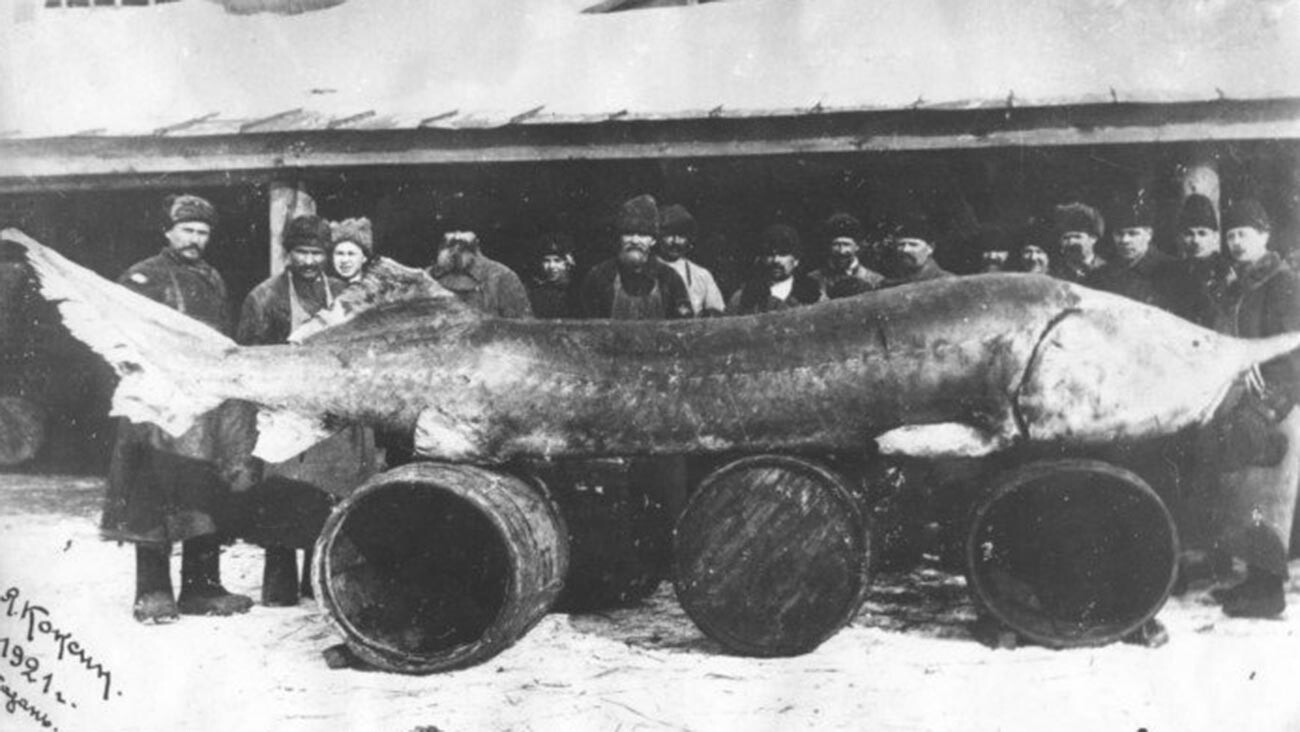 Beluga capturado en 1921.
