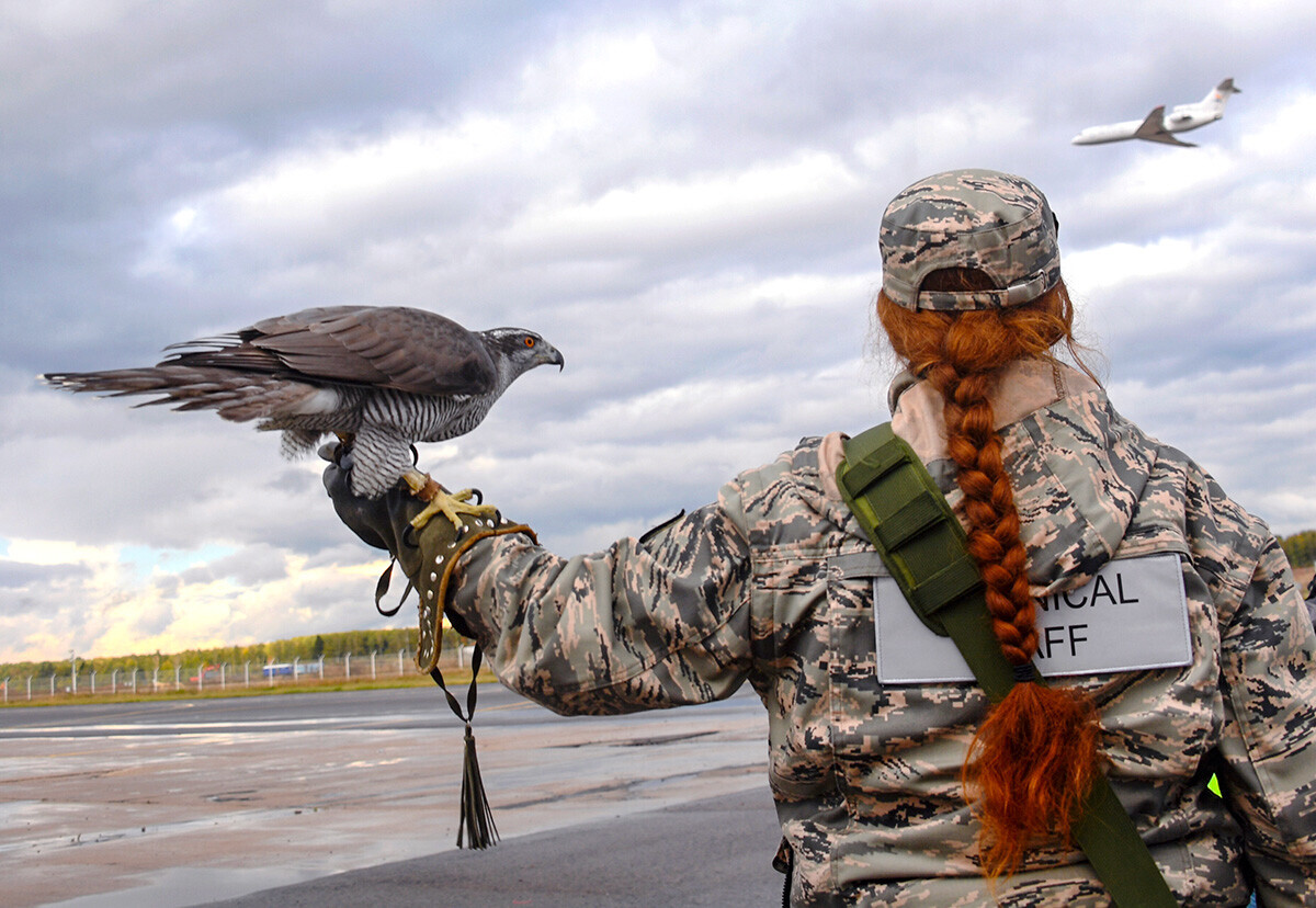 Seorang ahli burung di bandara Moskow.