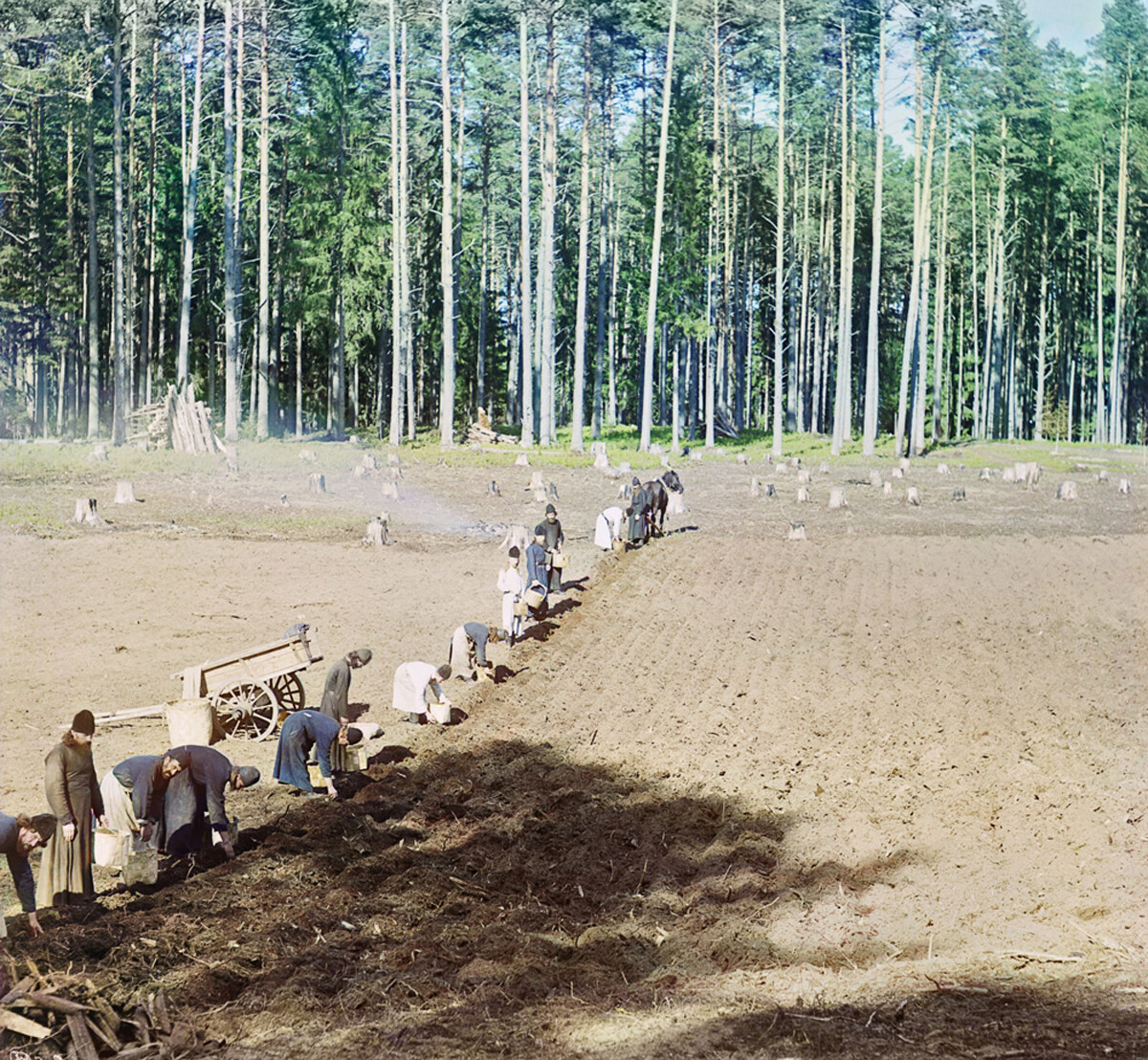 Monjes trabajando. Plantando patatas. 1910.