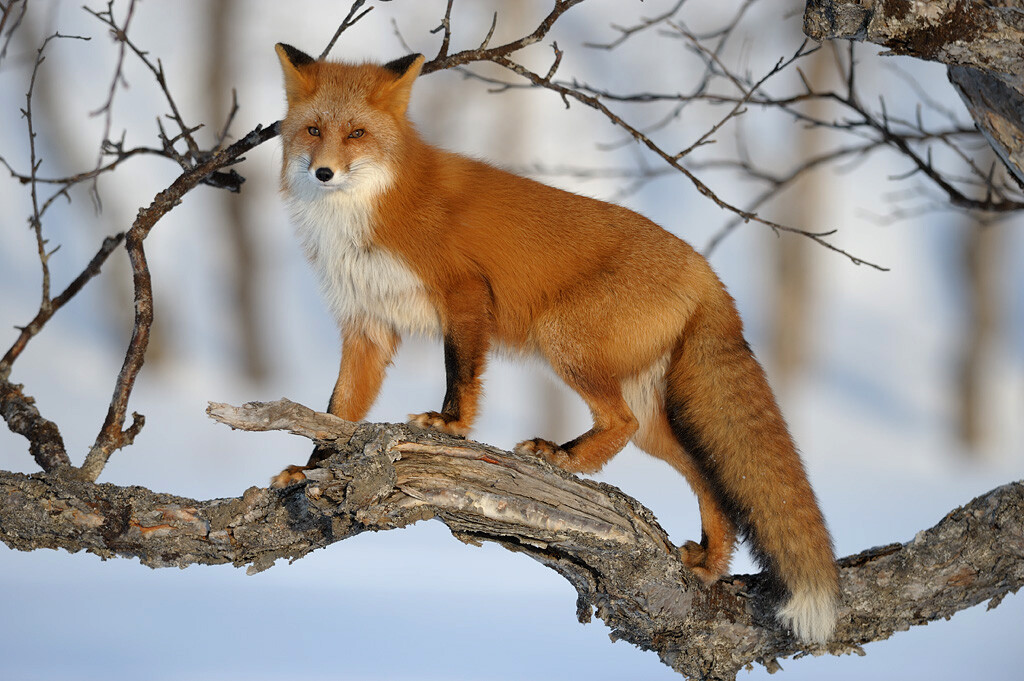 Fox in a tree.