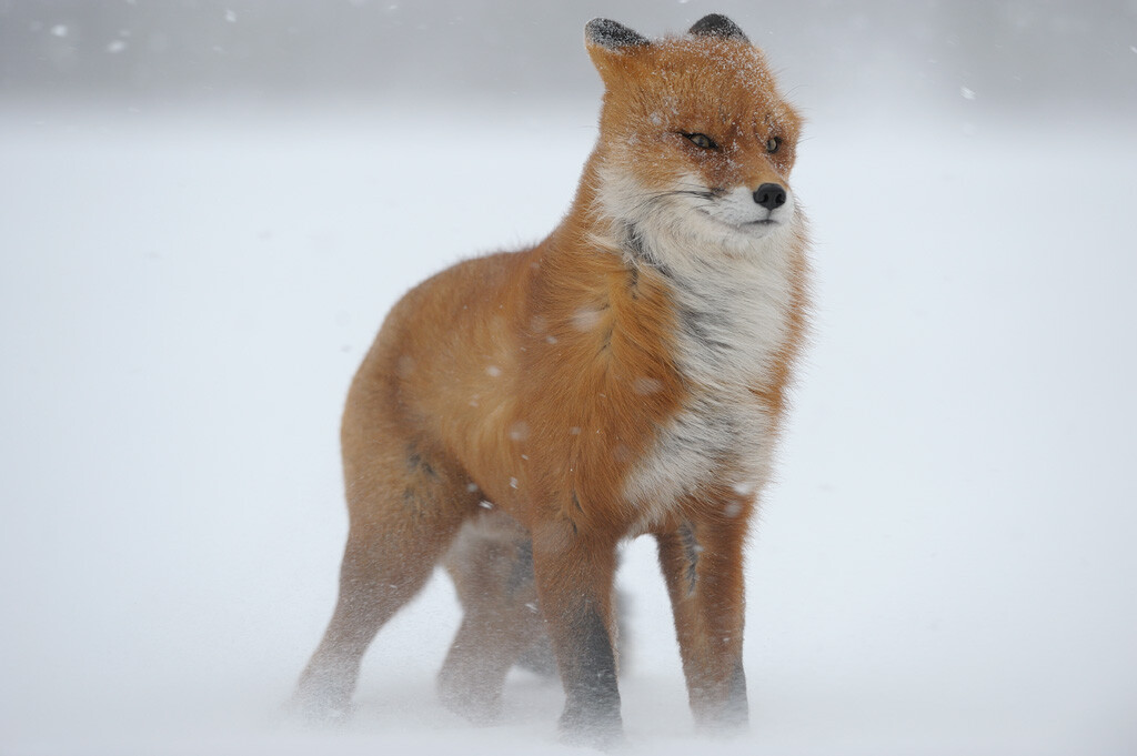 A fox against the wind.