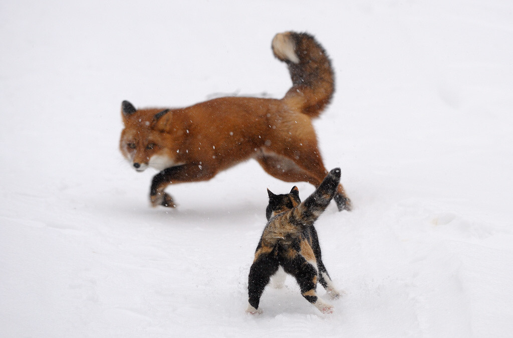 Ryska the cat chasing away a fox.