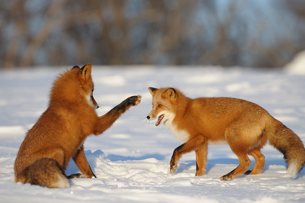 Two Kamchatka foxes.