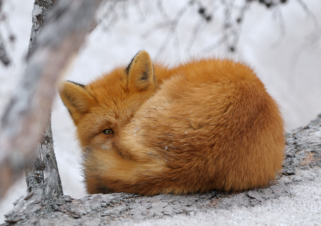 Curled up fox.