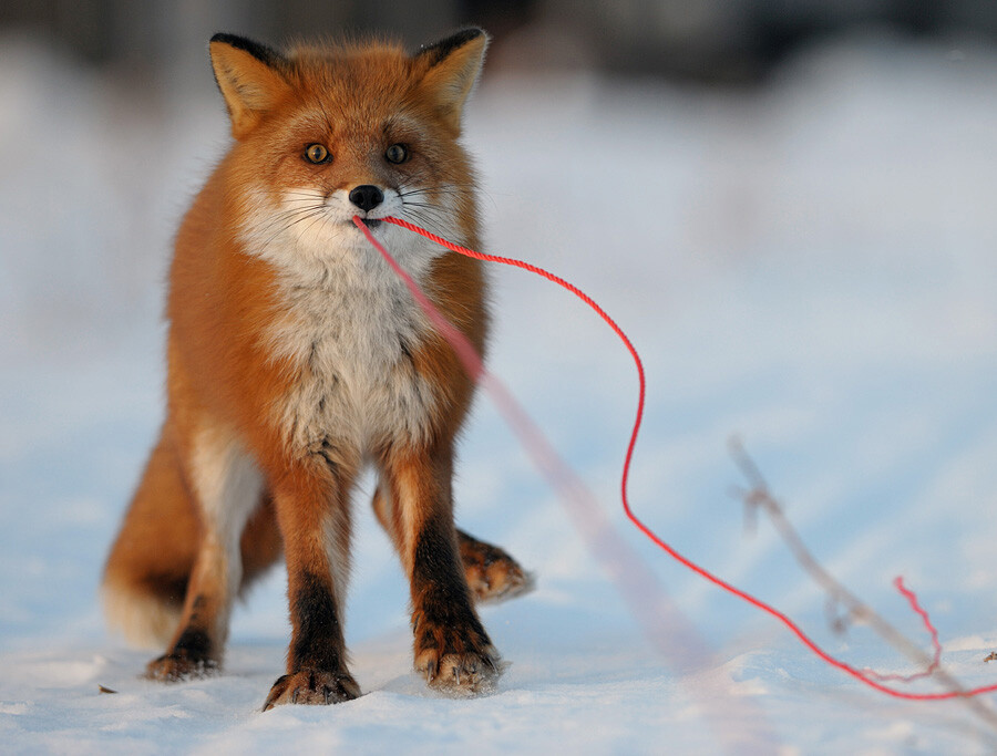 A fox dragging a rope.