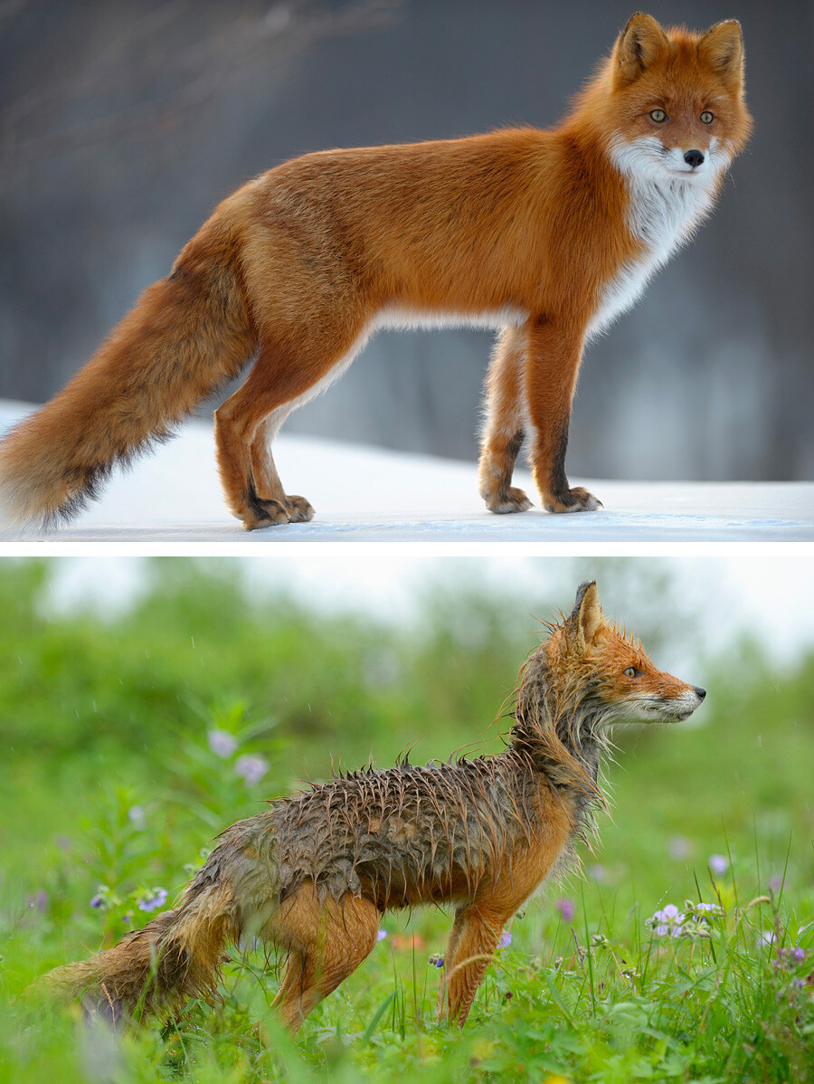 Alisa the fox: winter and summer style.