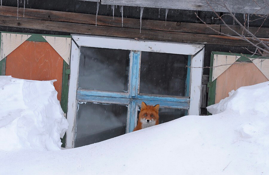 A fox by the izba.