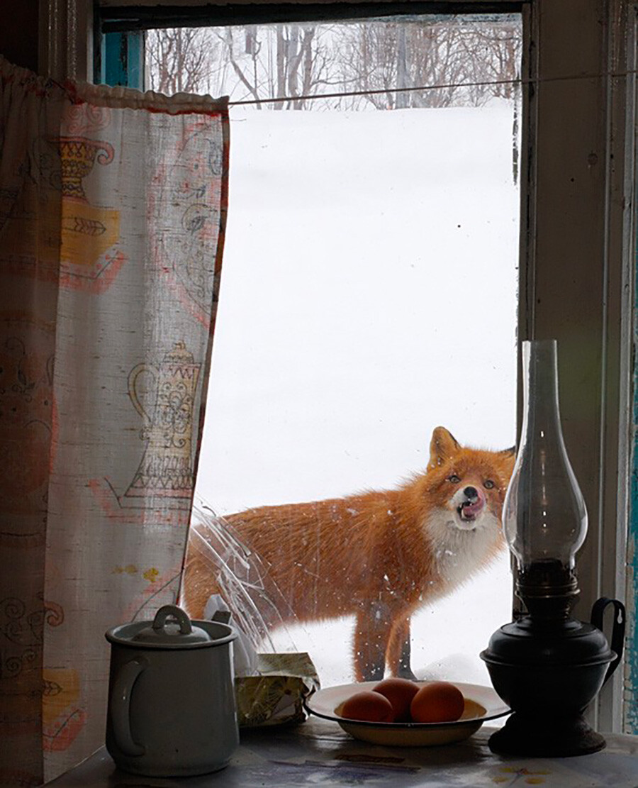 A fox by the window.