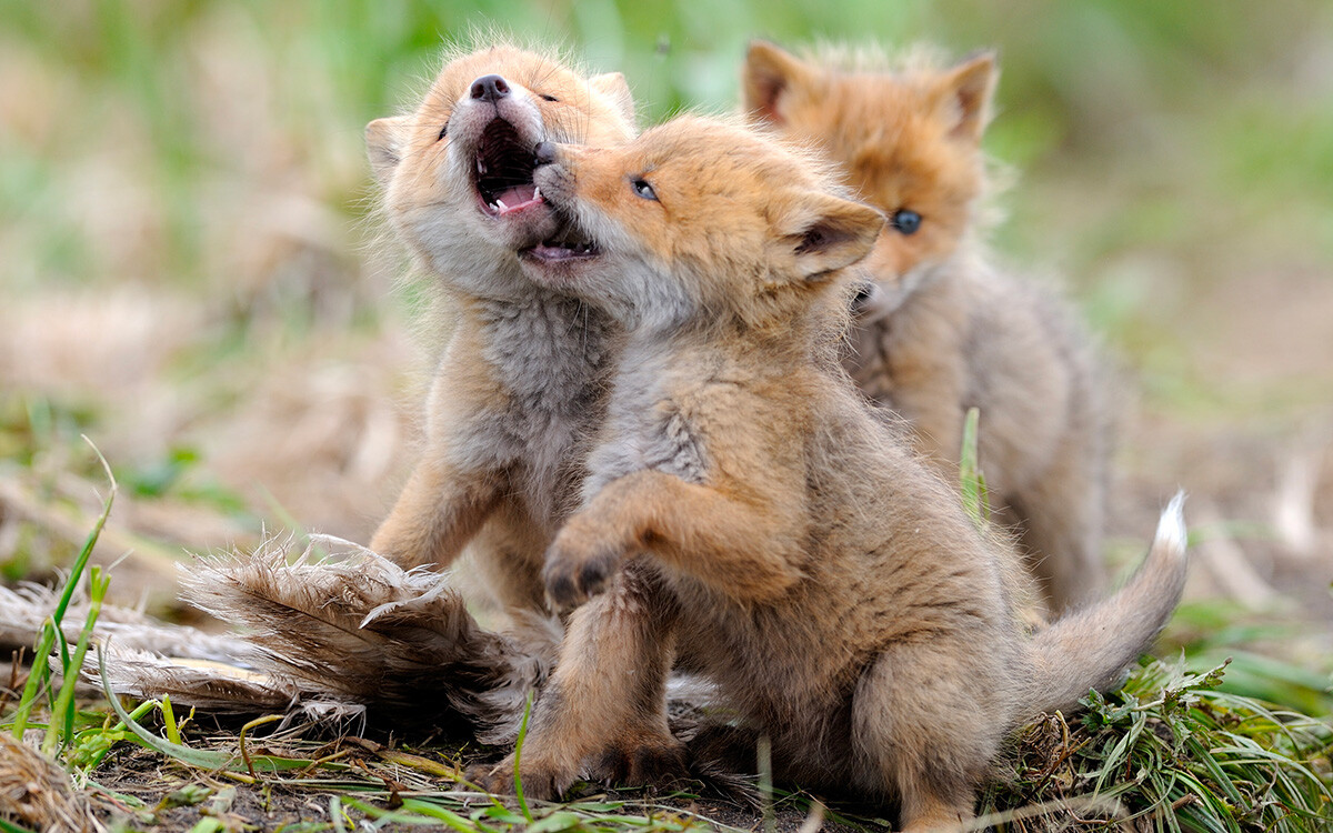 Fox cubs.