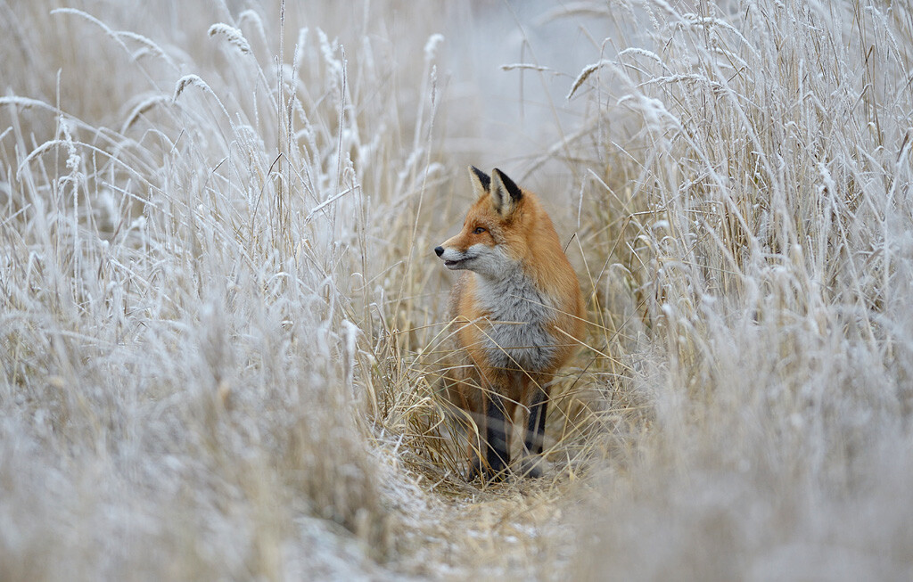 Patrickey the fox.