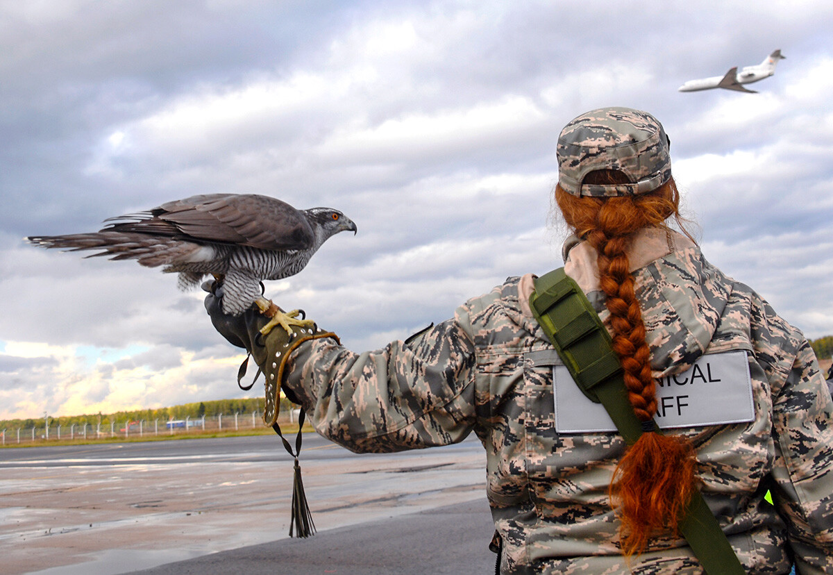 Employée du service ornithologique de l'aéroport moscovite de Domodedovo avec un faucon