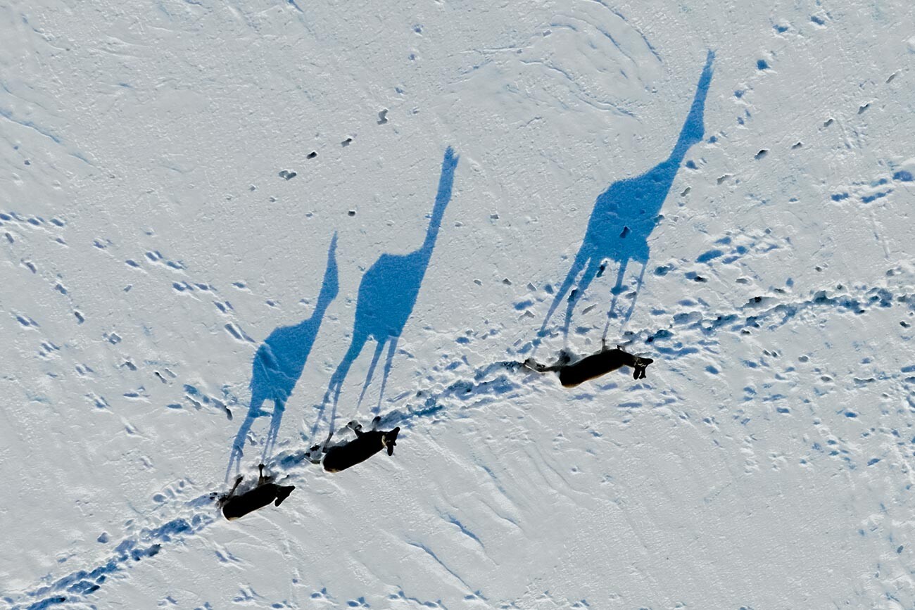 「ノロジカの影」―ヤロスラヴァ・メルクロワ。「俯瞰写真」カテゴリーの子ども部門で受賞した。オレンブルク州の鹿の群れ