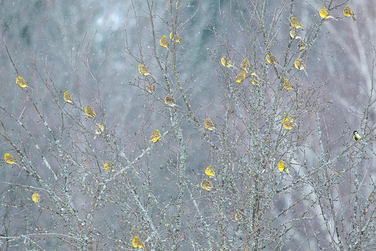 「黄色いキアオジ」―イワン・ゴルシコフ。もうひとつの子どもの作品。カルーガ州で樹上の鳥が撮られた。この作品は、「動物の世界」カテゴリーで受賞した