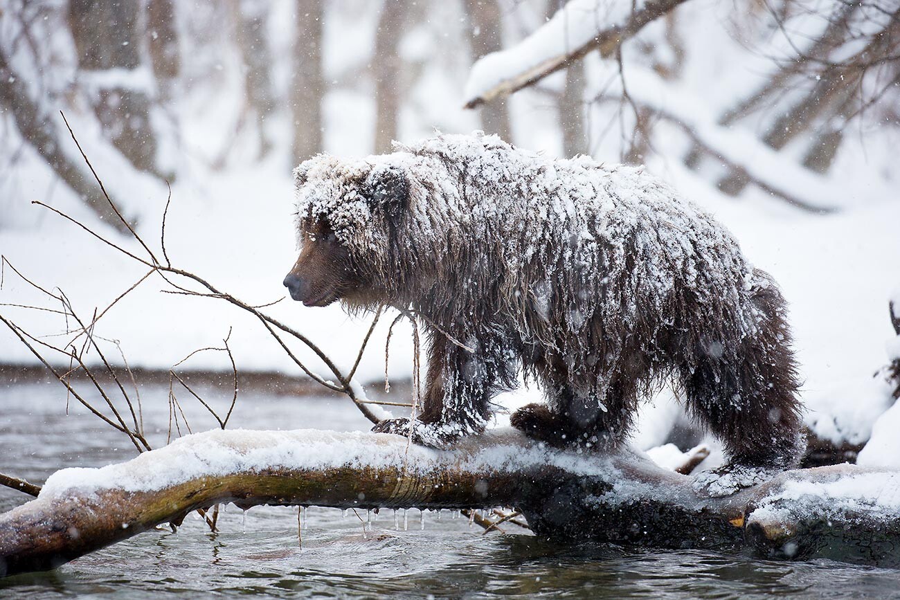 「大変な時間」－コンスタンチン・シャテネフ。カムチャツカ州の1頭の熊。「野生動物」カテゴリーの受賞作