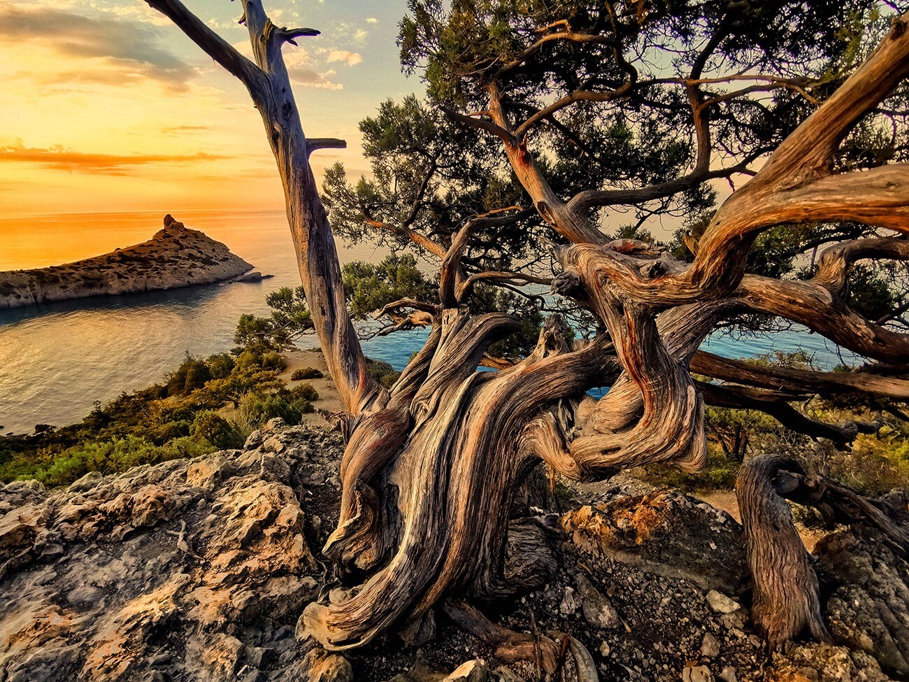 「自然は偉大な芸術家」－アレクサンドル・ラズモフ。何という木だろう！この写真は「野生の芸術（芸術写）」カテゴリーを受賞した