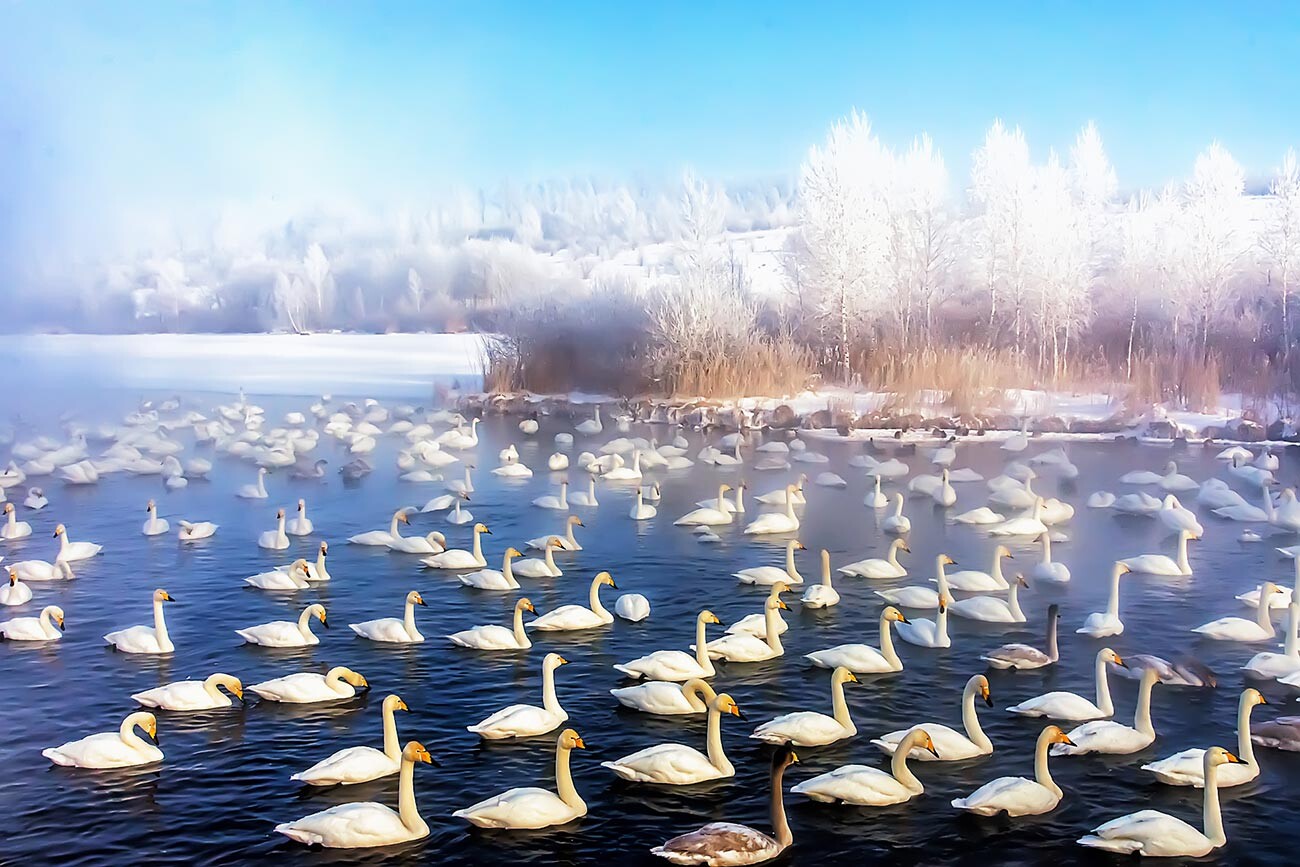 「白鳥の湖で」―ウラジーミル・イワノフ。この写真は「守られたロシア」カテゴリーで特別賞を受賞