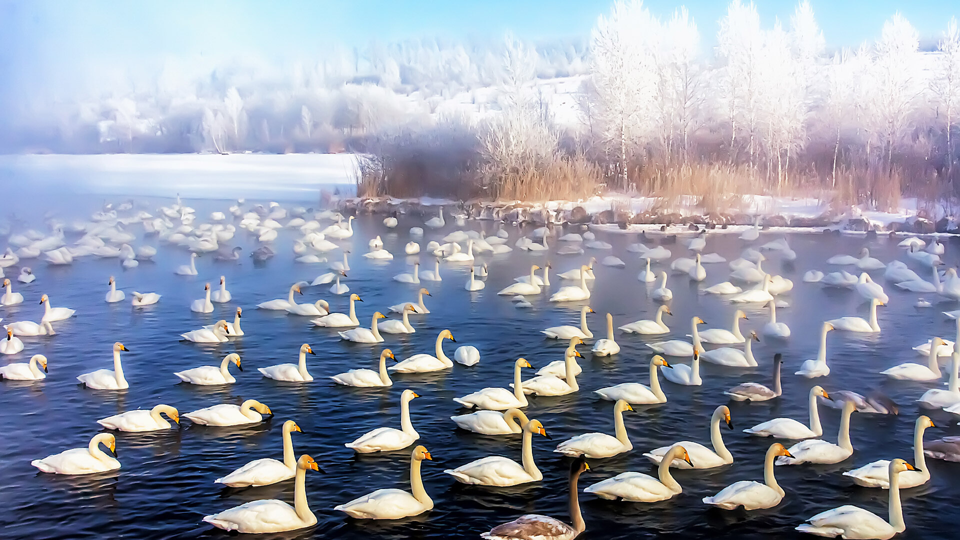 Лебединое озеро орел. Лебединое озеро 2022. Лебединое озеро Алтайский край фото. Лебединое озеро Алтайский край 2023. Россия самая красивая Страна.