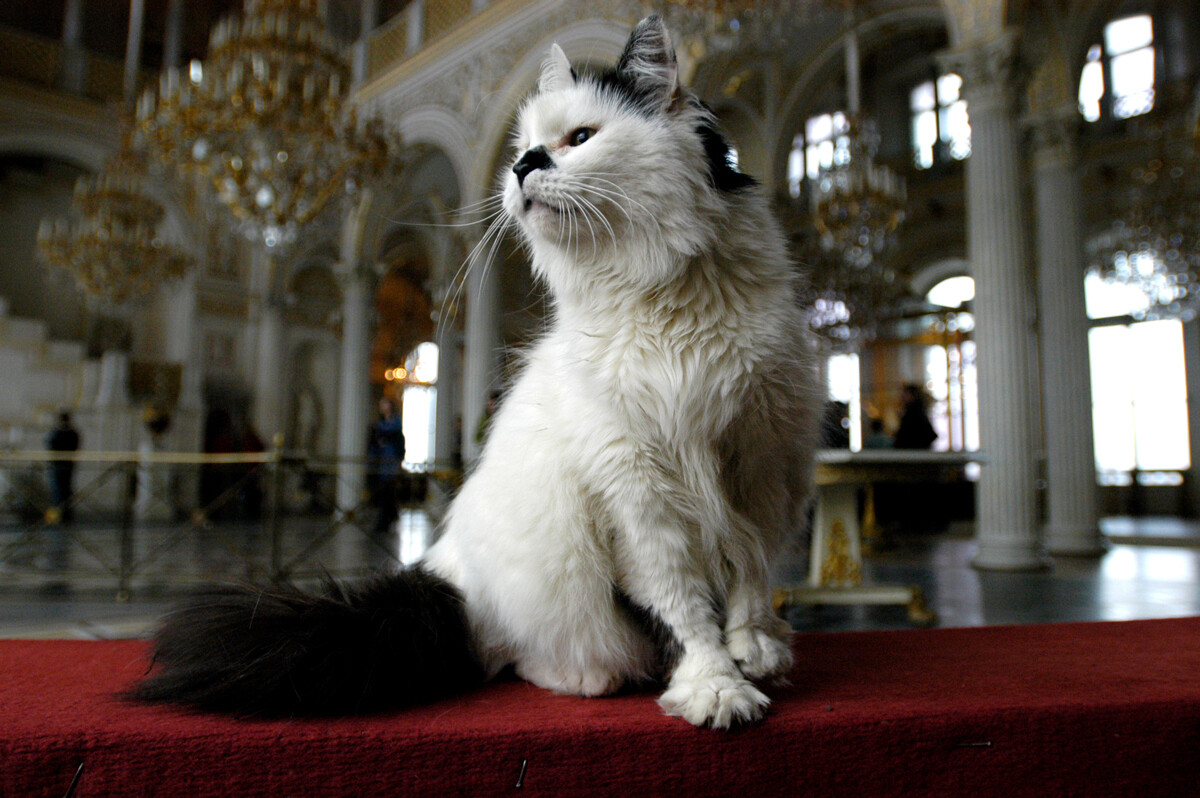 Кошки живут в подвале дворца (но иногда для фотосессий посещают и парадные  залы)