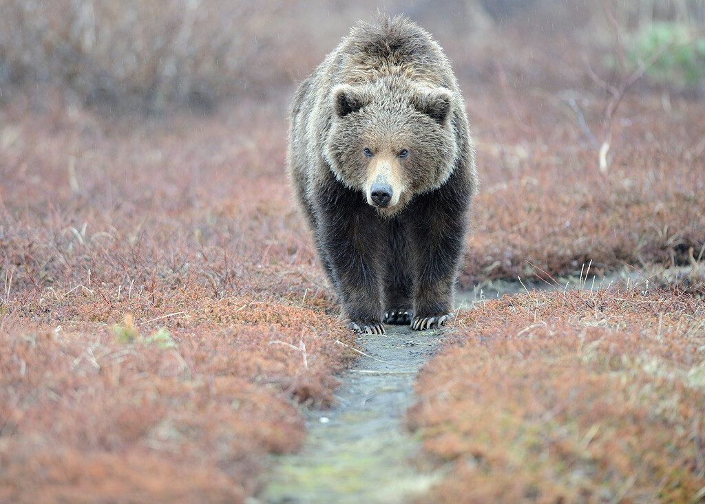 Bear place. Камчатка - Медвежьи тропы. Медвежья тропа на Камчатке. Камчатка медведи. Тропы медведей.