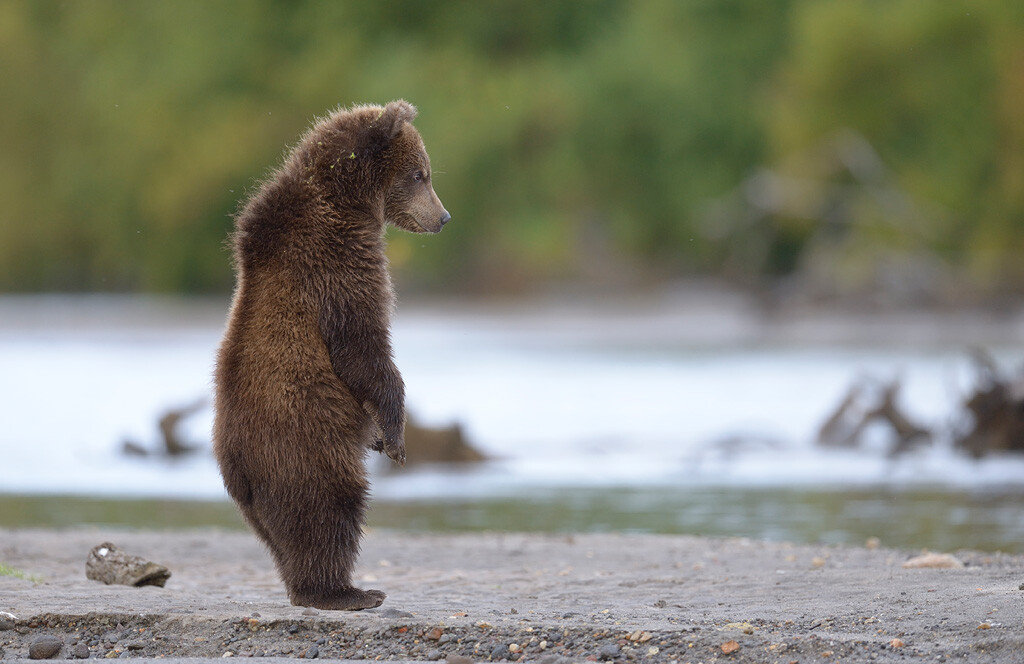A bear cub at Kurile Lake.