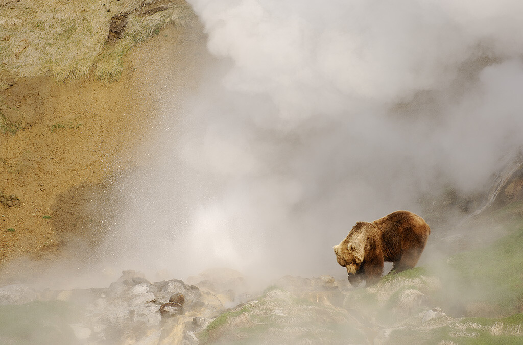 A bear and a geyser, Kamchatka.