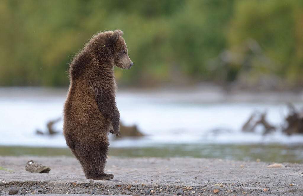 Filhote de urso no lago Kuril