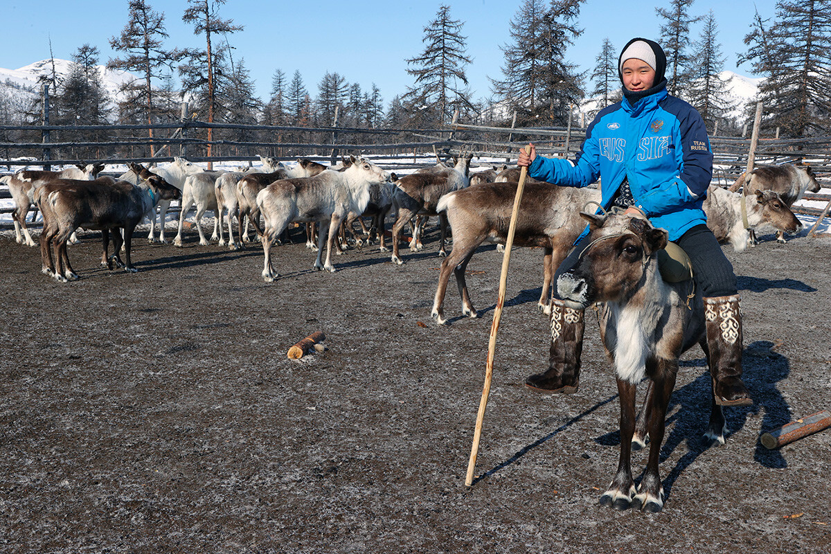 Anche la cura e l'allevamento delle renne fa parte del programma scolastico di alcune scuole